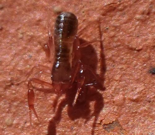 Réf. 321 530 : Chthonius sp.
